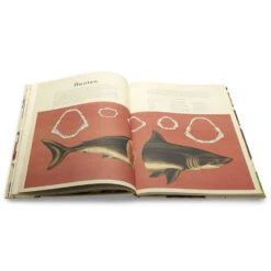 Het Dierenboek -Kinderspeelgoedwinkel image 1675