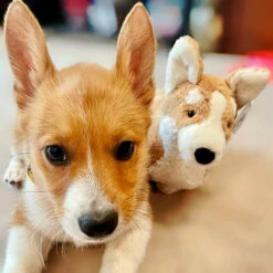Jellycat Betty Corgi -Kinderspeelgoedwinkel image 387