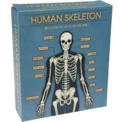 Magnetisch Skelet Maken Van Gips