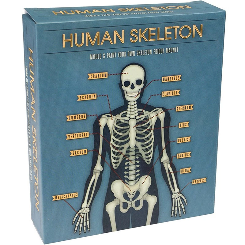 Magnetisch Skelet Maken Van Gips 3 Magnetisch Skelet Maken Van Gips