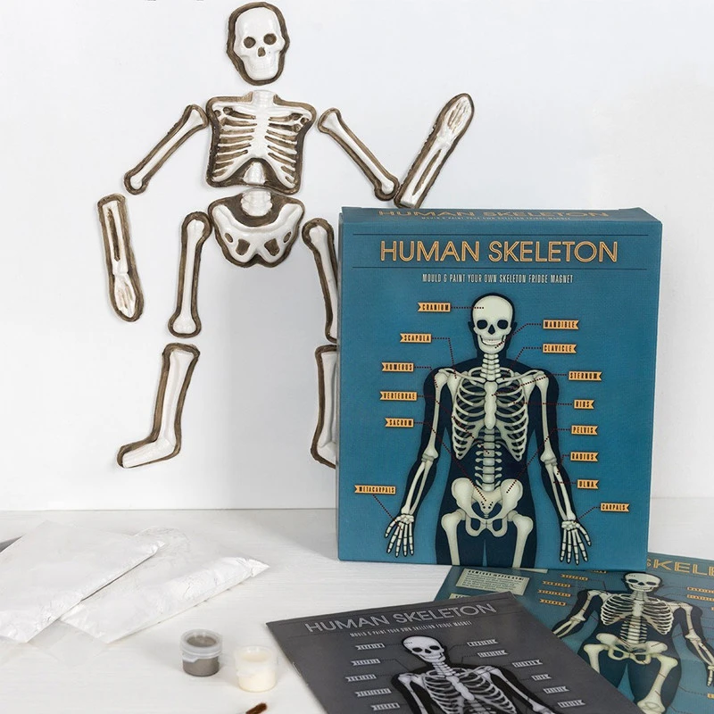 Magnetisch Skelet Maken Van Gips 4 Magnetisch Skelet Maken Van Gips - Afbeelding 2
