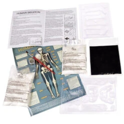 Magnetisch Skelet Maken Van Gips 8 Magnetisch Skelet Maken Van Gips -Kinderspeelgoedwinkel image 940