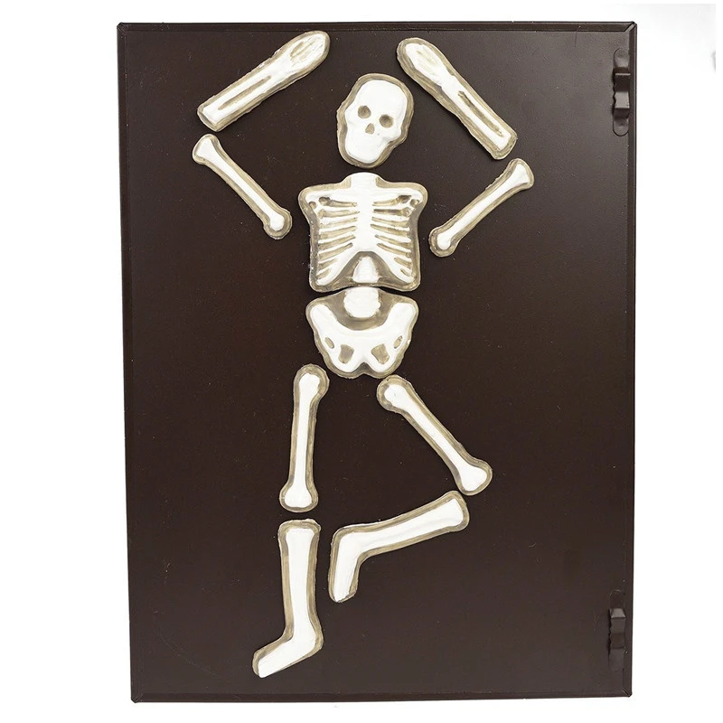 Magnetisch Skelet Maken Van Gips 6 Magnetisch Skelet Maken Van Gips - Afbeelding 4